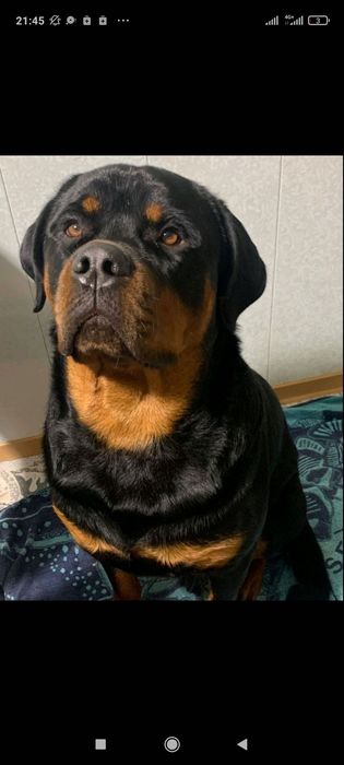 Віддам ротвейлера в добрі руки