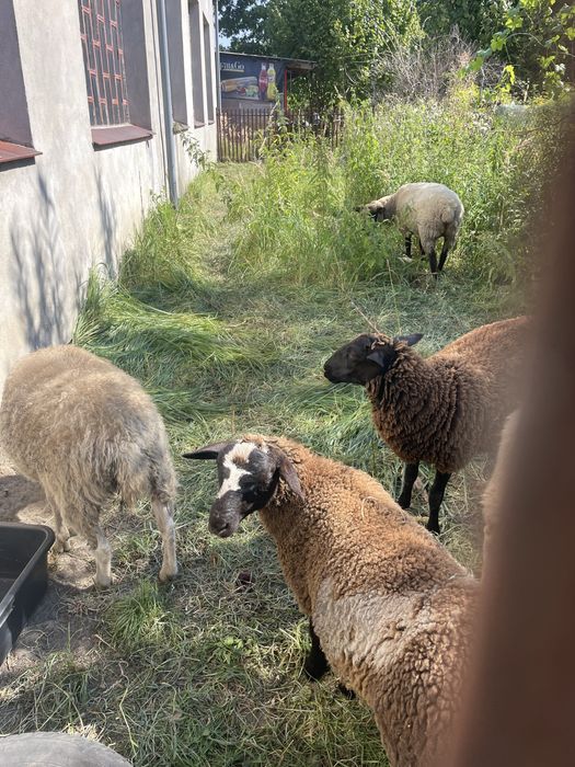 Batan w rasie mieszanej dorper z biala owca