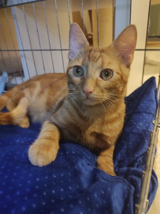 Harry i Ron szukają wspólnie domu