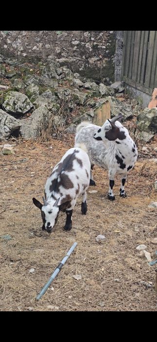 Cabras anãs / micro