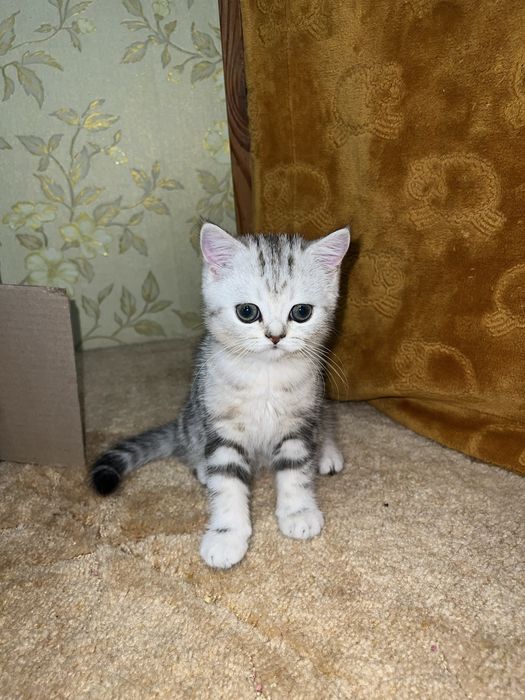 Шотландська дівчинка /шотландский котенок