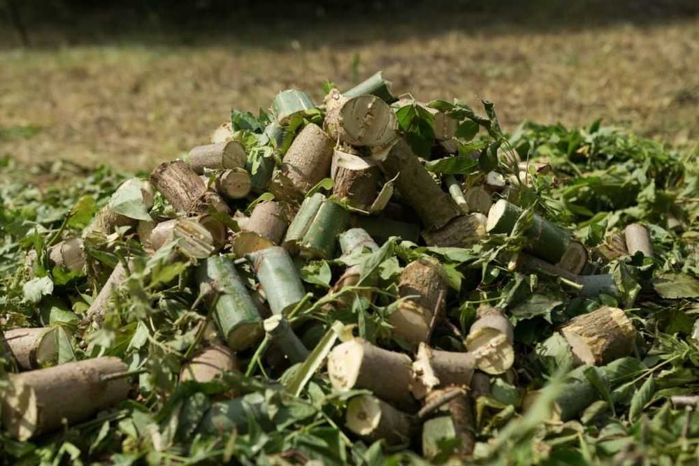 Спилювання дерев, подрібнення гілок, благоустрій території