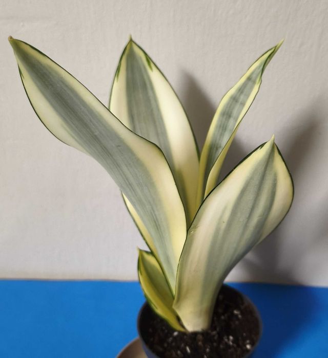 Sansewieria Ghost