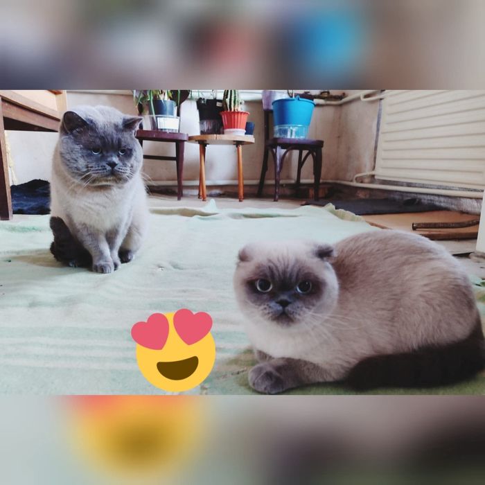 В'язка з прямовухим Шотландський скотіш -страйт