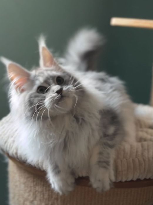 Кошеня мейн кун дівчинка