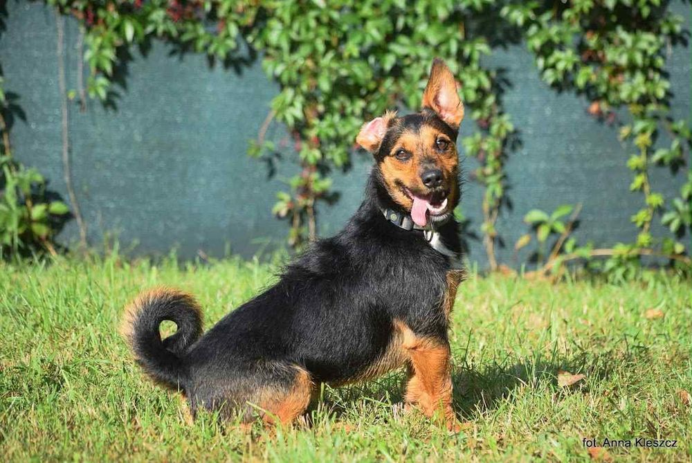 4-latek w typie rasy do adopcji