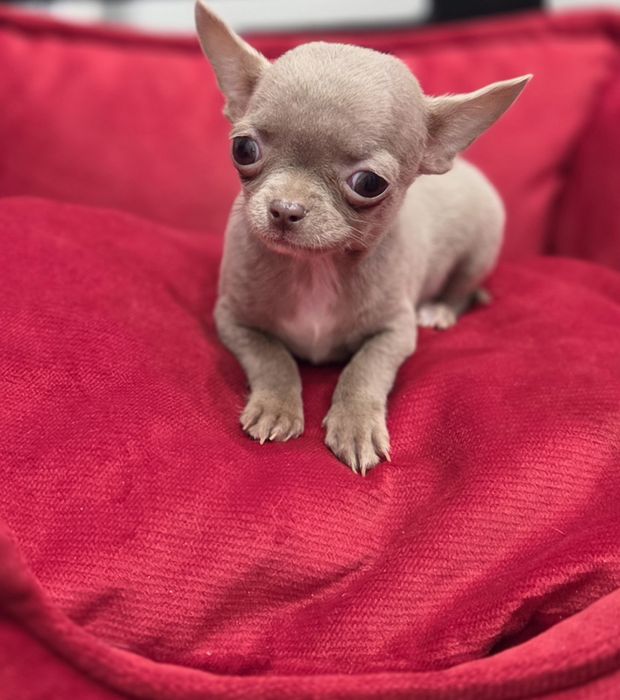 500gram xxxxs 5 miesieczny liliowy chihuhaua