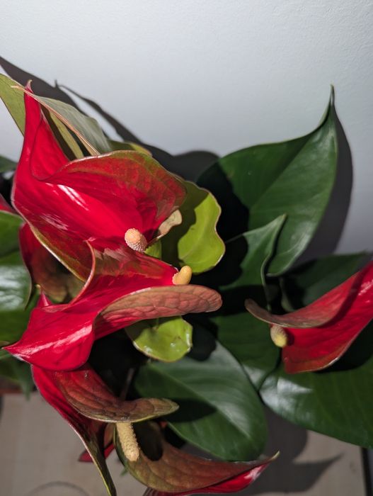 Антуріум, антуріум Лілі Lilli