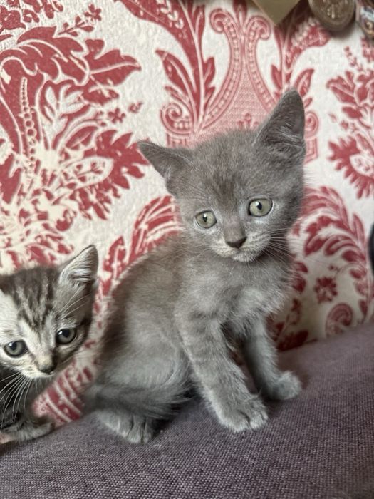 Віддам кошенят в добрі руки
