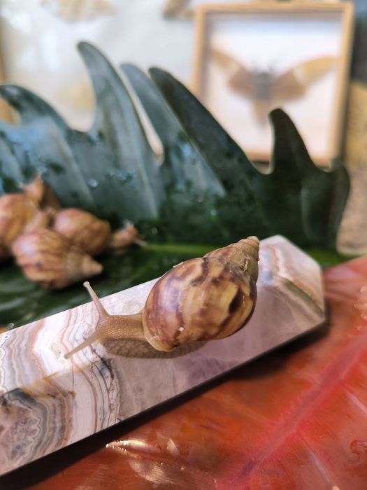 Zestaw 2 ślimaki afrykańskie achatiny lissachatina fulica  komplet startowy
