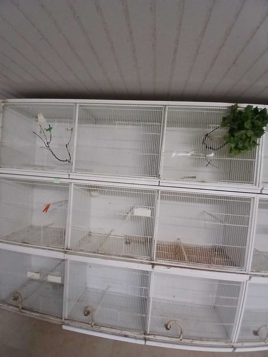 Gaiolas de criação