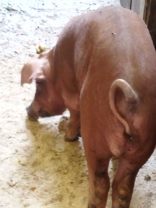 Продам кнура чистокровний Дюрок