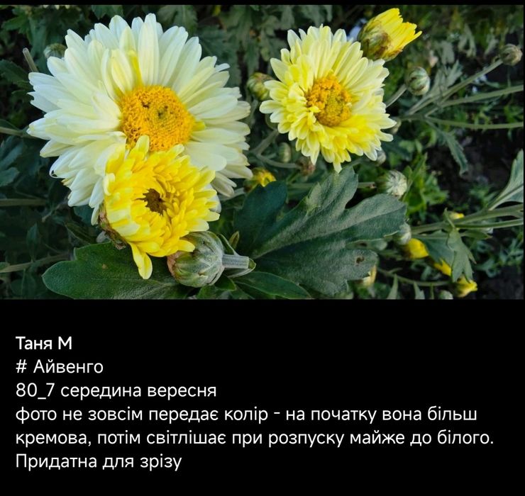 хризантеми корейські