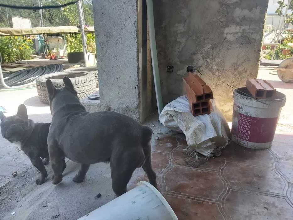 Buldogue Francês macho
serviços de montas