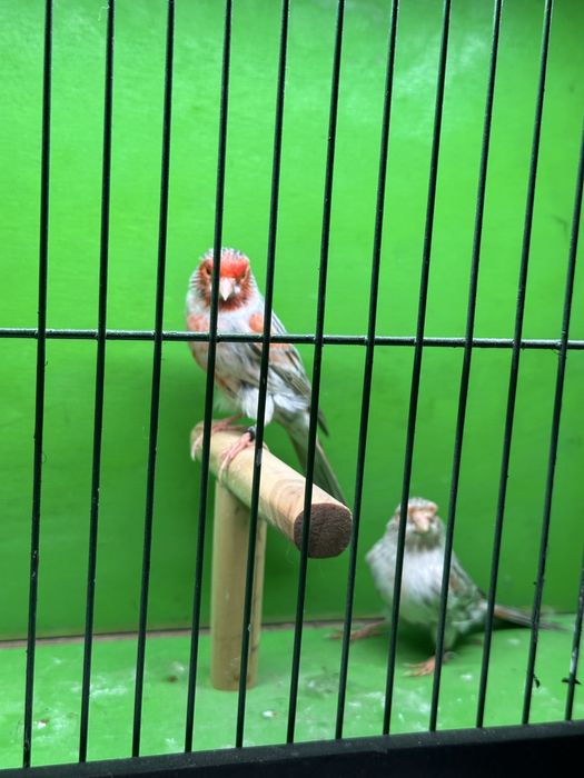 Frizados sul e norte