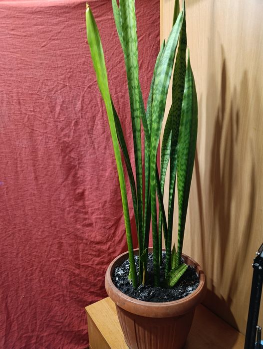 Цветы, цена за лот