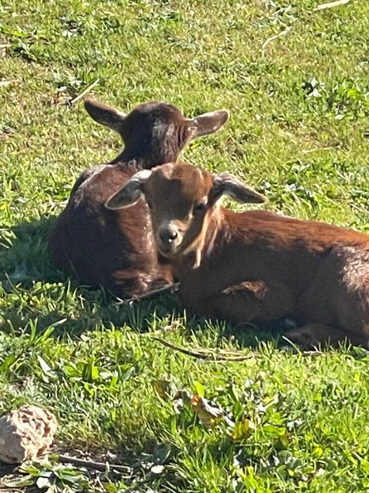 Cabras a fazer 6 meses
