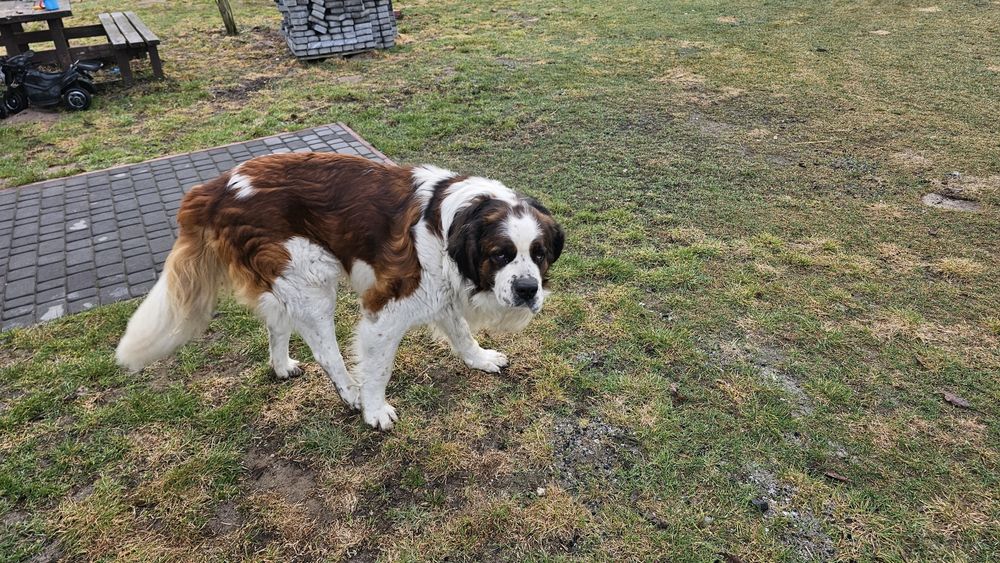 Oddam psa bernardyna