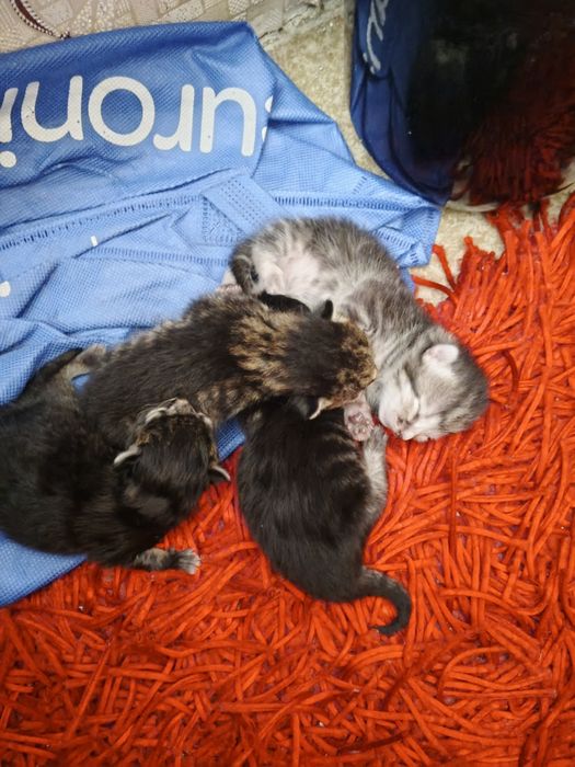 Отдам даром котят