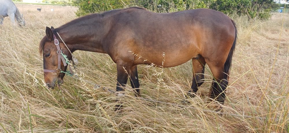 Cavalo montado e engatado