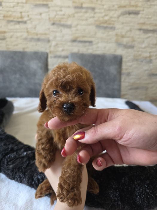 Pudel toy śliczny  piesek