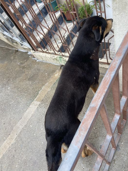 Tenho este cao para odoçao