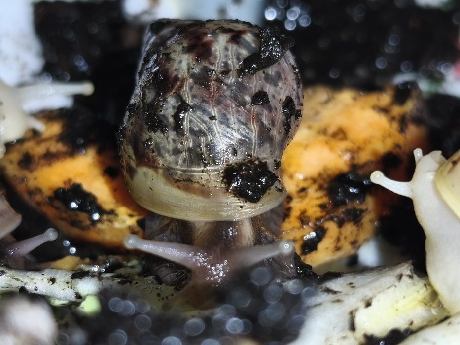 Ślimaki Afrykańskie