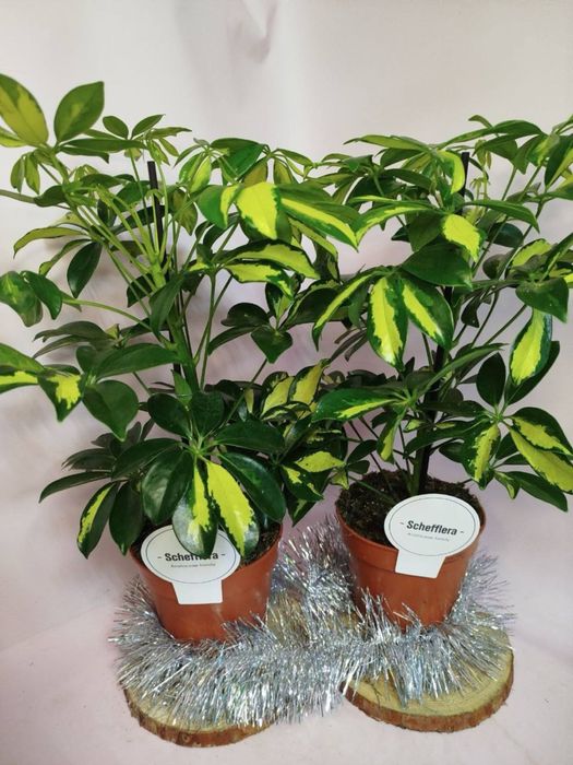 Антуріум,селагінела,хойя,драцена,шефлера,каланхоє