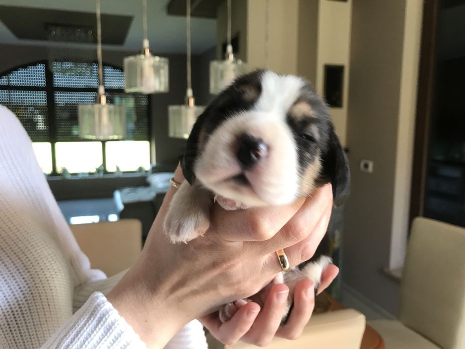 Beagle tricolor z rodowodem. Szczeniaki  wybitne!