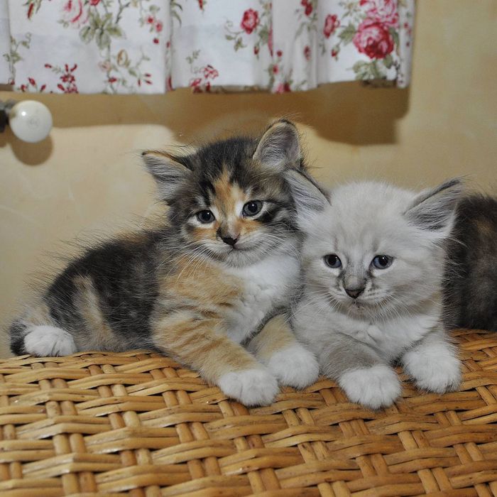 Отдам котят в добрые руки