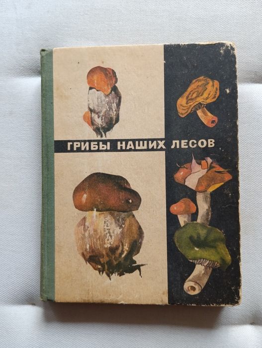 Грибы наших лесов