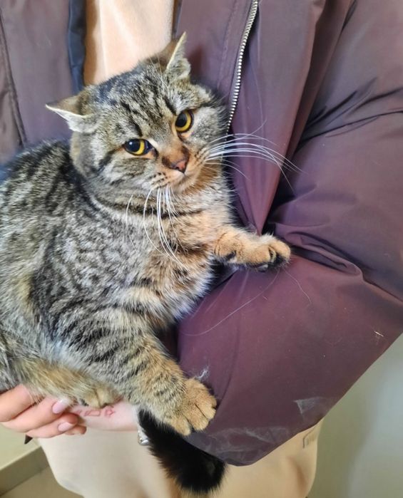 Кицуні в добрі руки