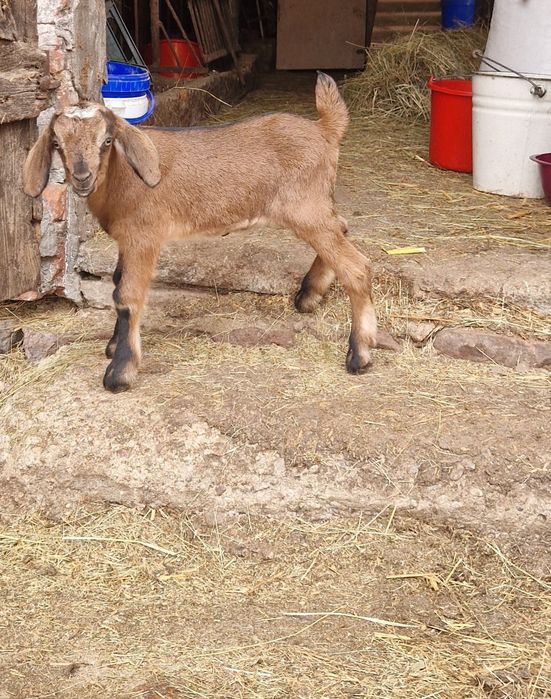 Zefir zmieni dom koziołek do rezerwacji