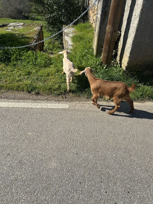 Cabras e cabritos