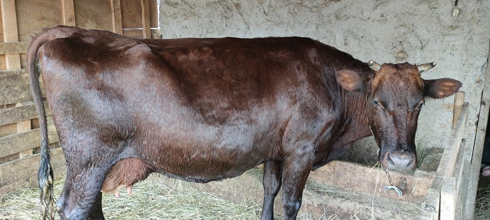 Продам корову на хозяйство