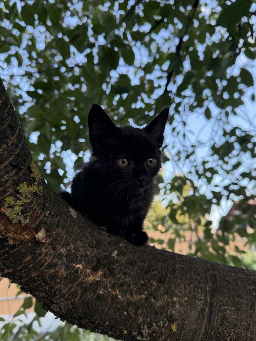 Котик шукає родину
