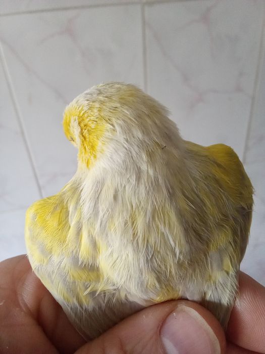 Casal canários opala mosaico amarelo