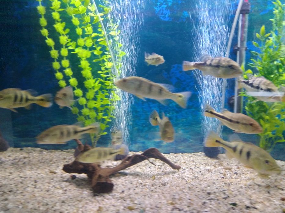 Cichla Temensis 15 - 20 cm