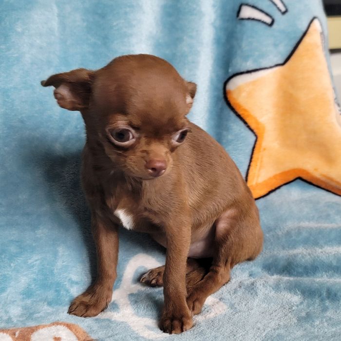 Дівчинка міні-міні розміру