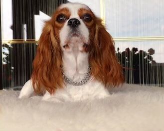 Cavalier King Charles Sosniel