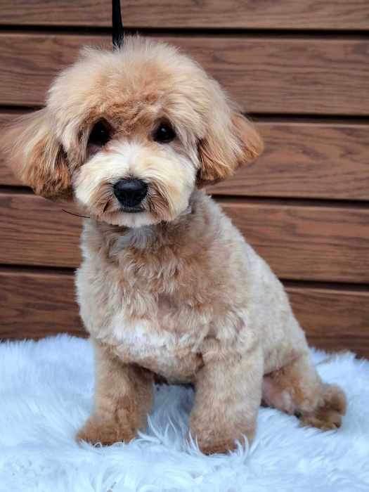 MALTIPOO  cenowa okazja !!!