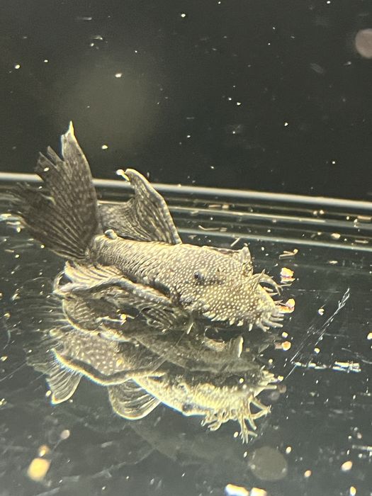 Ancistrus Long Fin