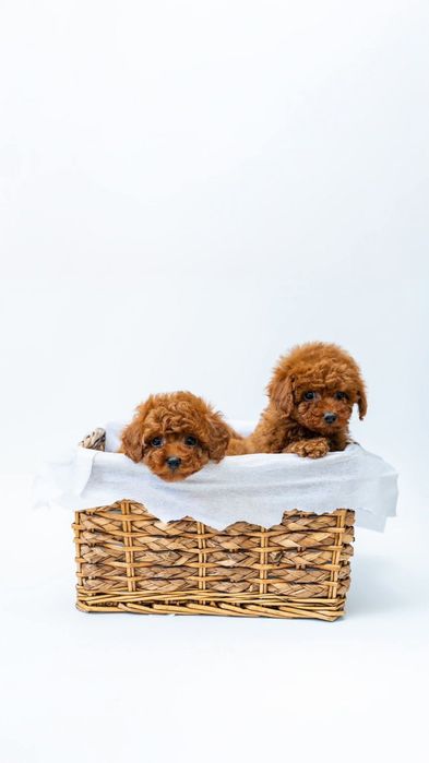 Хлопці красавчікі, той  пудель