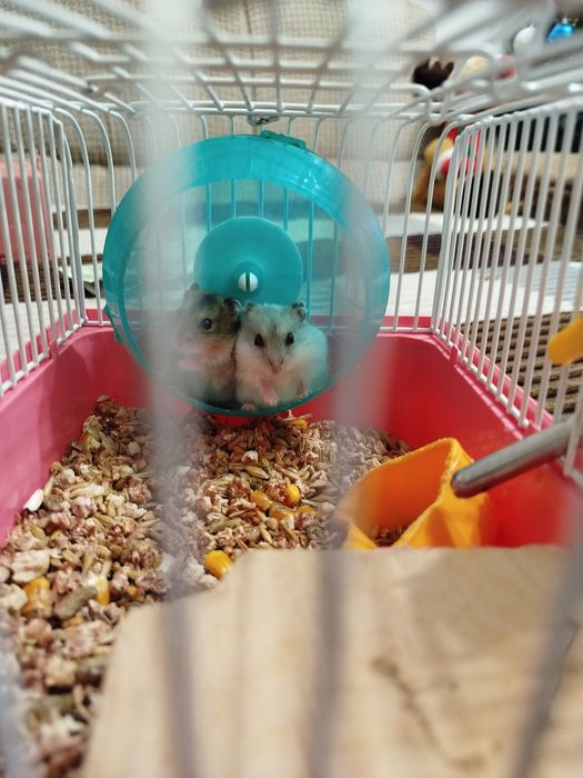 Хомячки джонгарики