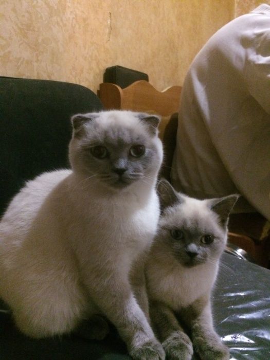 котята шатланд ские и британские