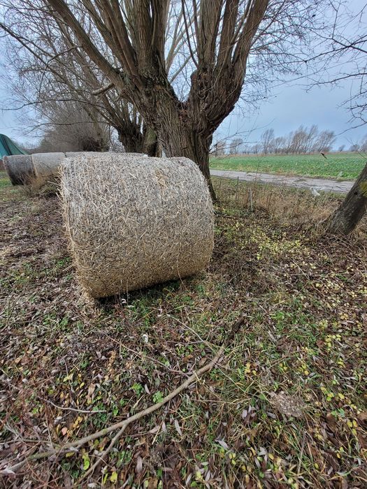 balot baloty słomy tegoroczne