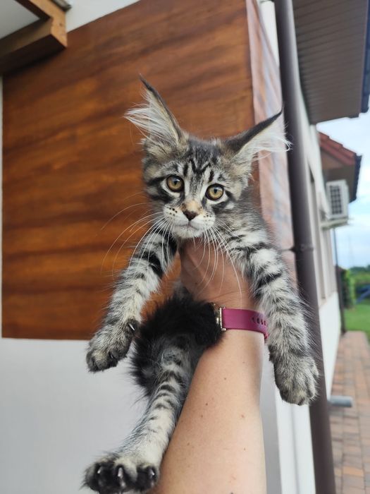 Kotka Maine Coon