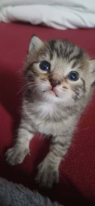 Małe kotki do adopcji