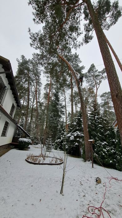 Mielenie gałęzi wycinka podnośnik koszowy