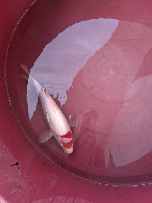 Carpa koi japonesa